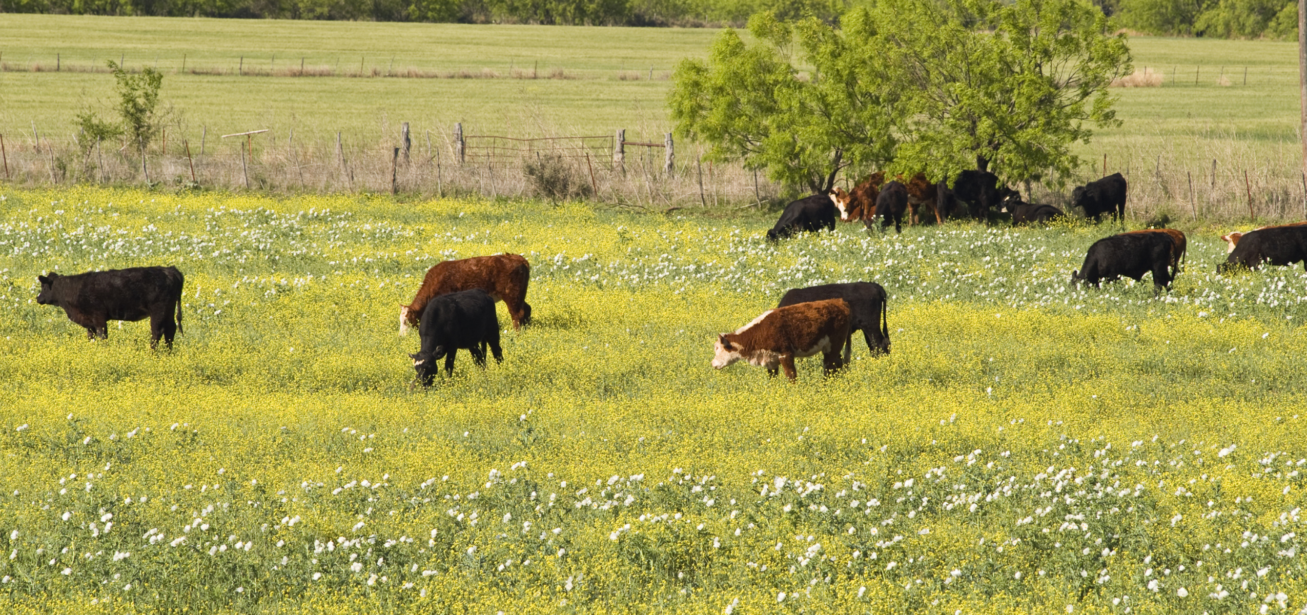 Cows and Wildflowers