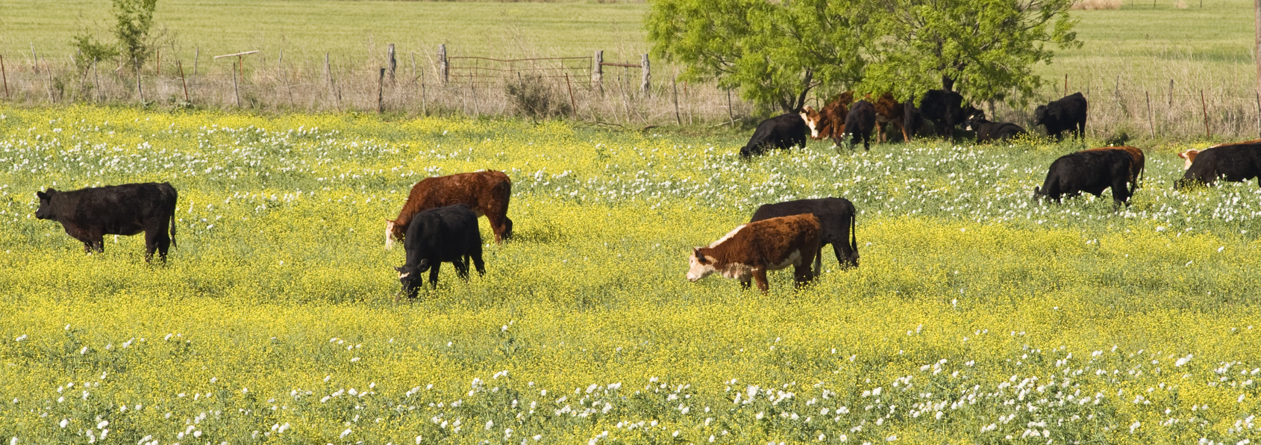 Cows and Wildflowers